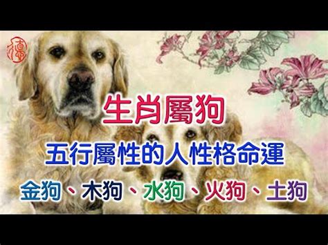 屬狗 五行|屬狗人：你們的五行是什麼？